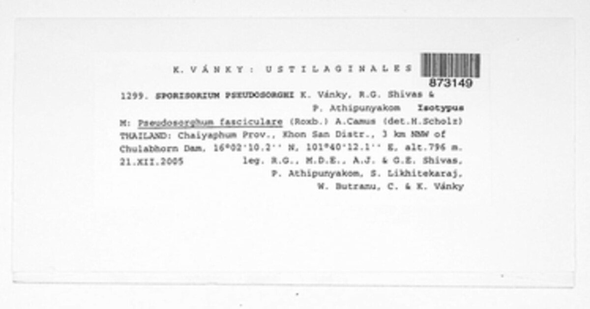 Sporisorium pseudosorghi image